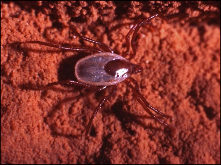 Ixodes vespertilionis 2