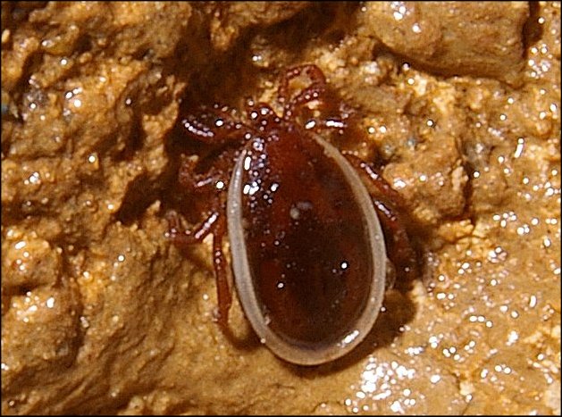 Ixodes vespertilionis 3