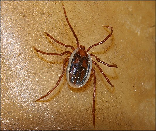 Ixodes vespertilionis 4