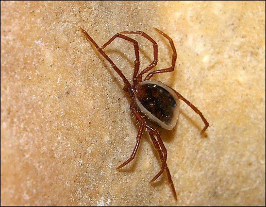 Ixodes vespertilionis 5