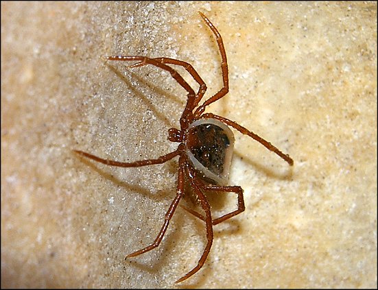 Ixodes vespertilionis 6