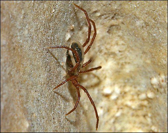 Ixodes vespertilionis  7