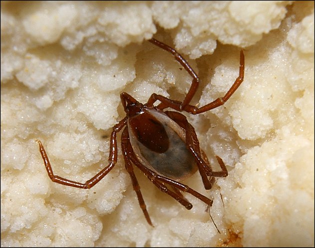 Ixodes vespertilionis 8