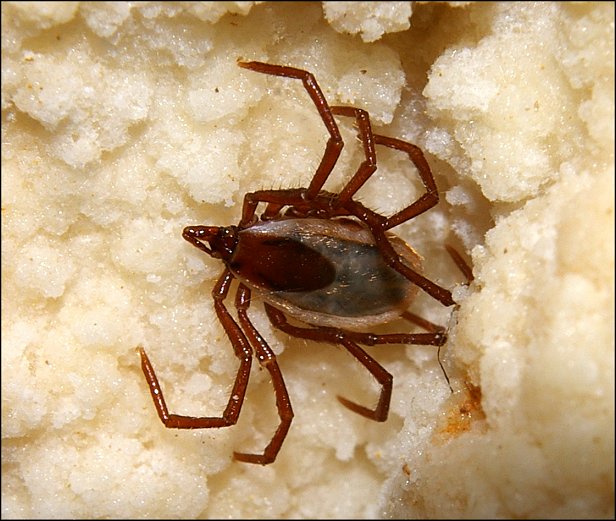 Ixodes vespertilionis 9