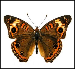 Junonia