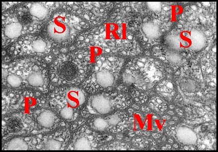 Languettes, microvilli