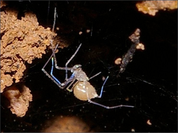 Leptoneta 1