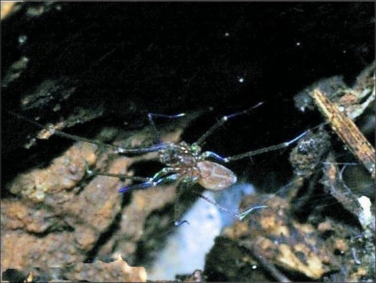 Leptoneta 3