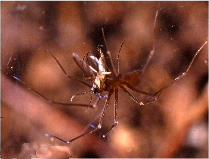 Leptoneta 4