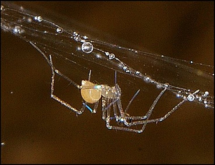 Leptoneta 6