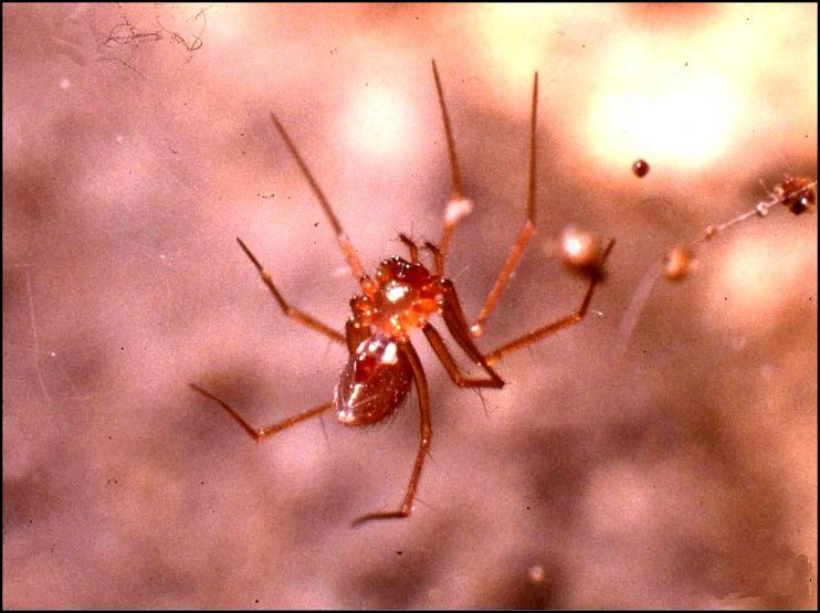 Leptyphantes 1
