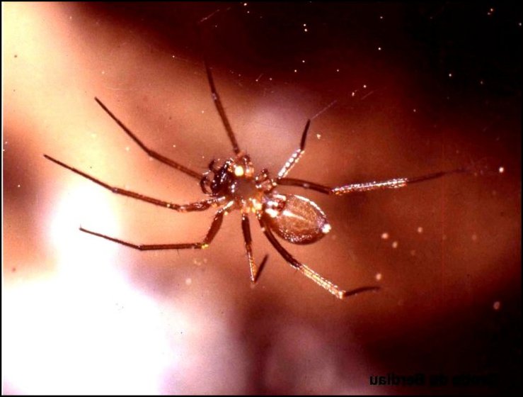 Leptyphantes 2