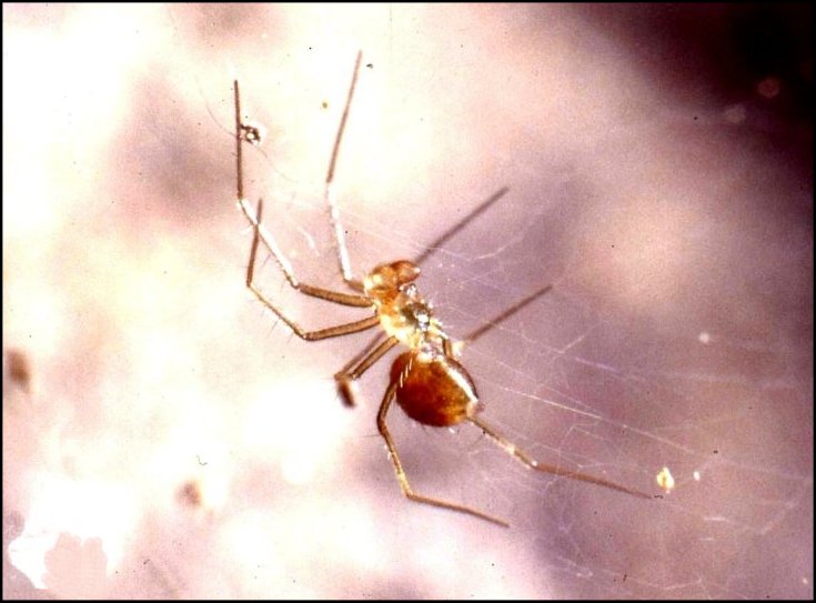 Leptyphantes 3