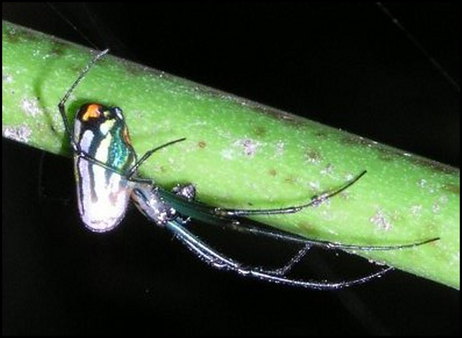 Leucauge, Brésil