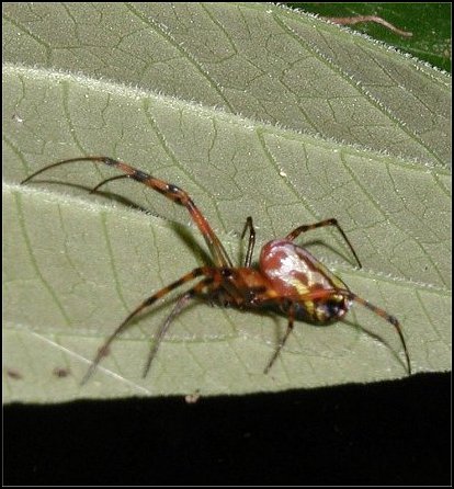 Leucauge Guadeloupe 2