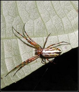 Leucauge Guadeloupe 1