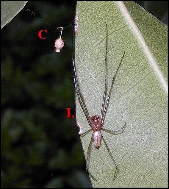 Leucauge cocon Argyrodes