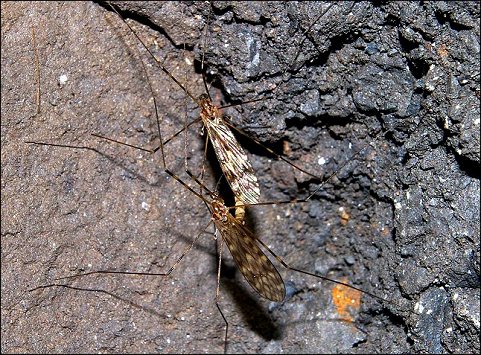 Limonia nubeculosa 7