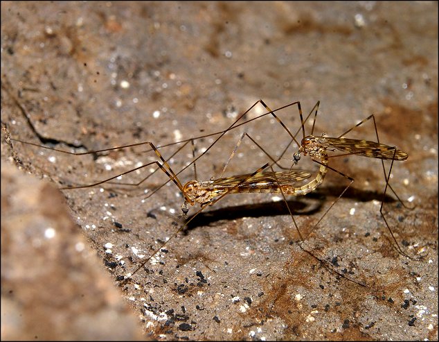 Limonia nubeculosa 8