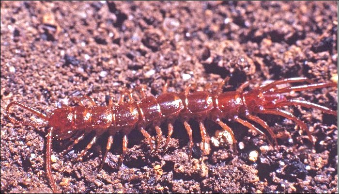 Lithobius 3