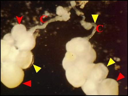 Macro.botryoide 4