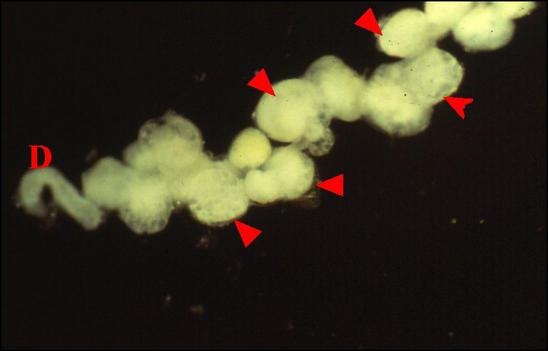 Macro.botryoide 1