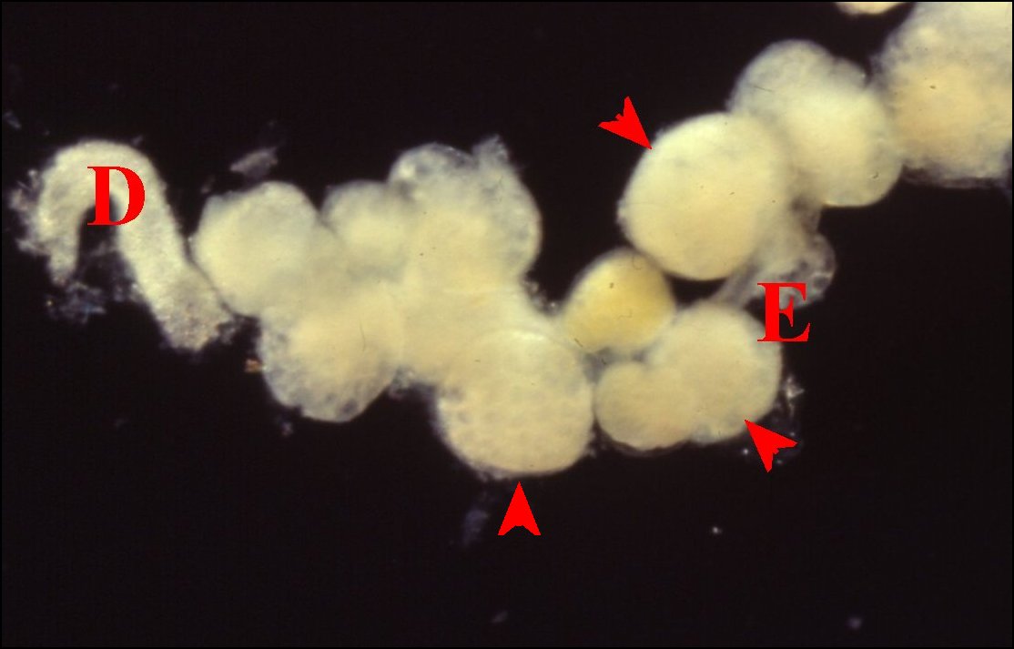 Macro.botryoide 2