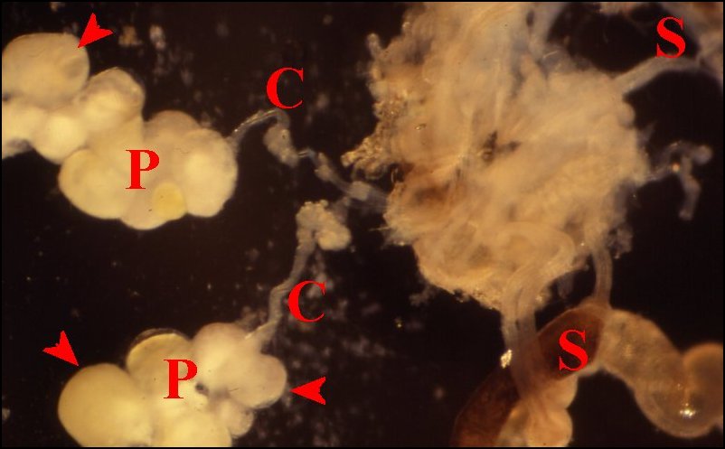 Macro.botryoide 3