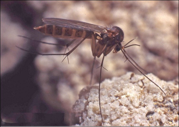 Macrocera '