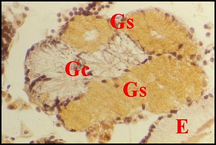 Male Kaira gnatho 1