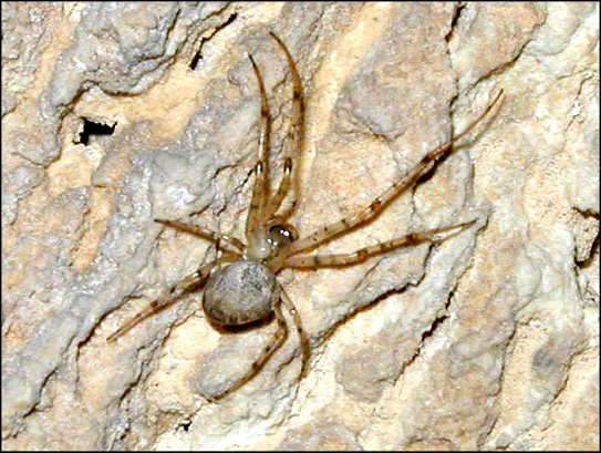 Merianae 1