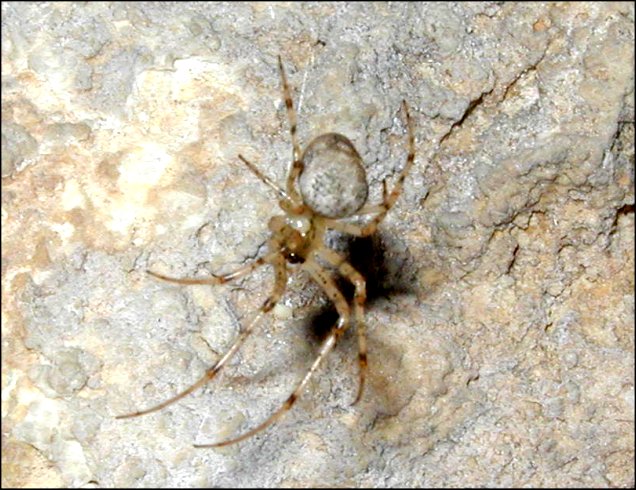 Merianae 2