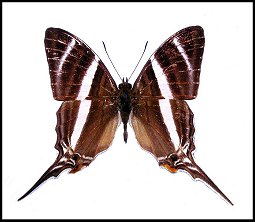 Marpésie orsilochus