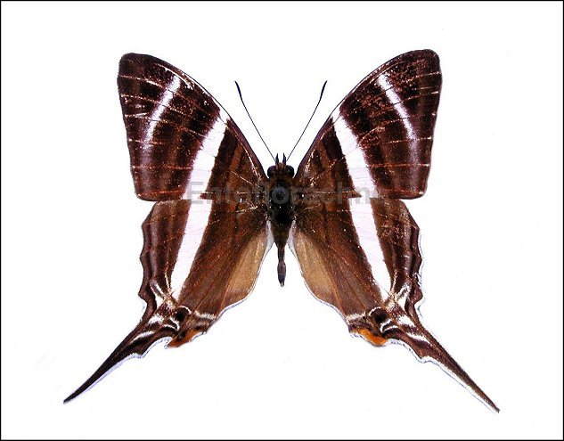 Marpesia orsilochus 1