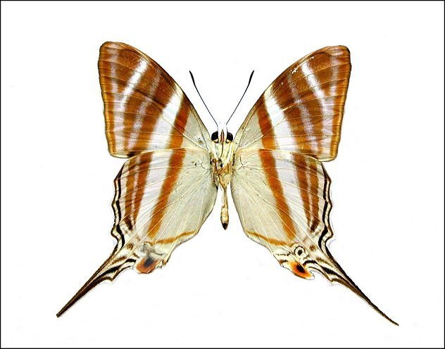 Marpesia orsilochus 2