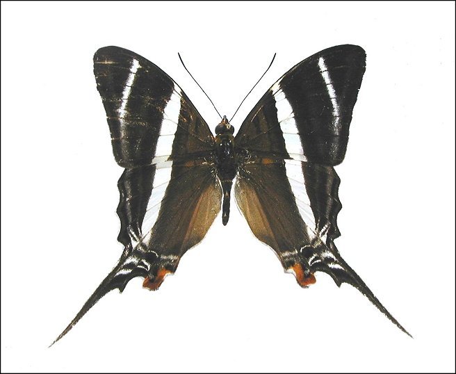 Marpesia orsilochus 3