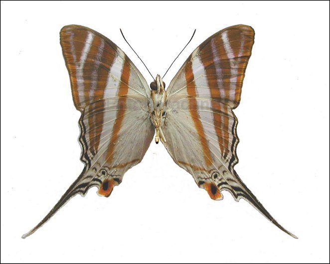 Marpesia orsilochus 4