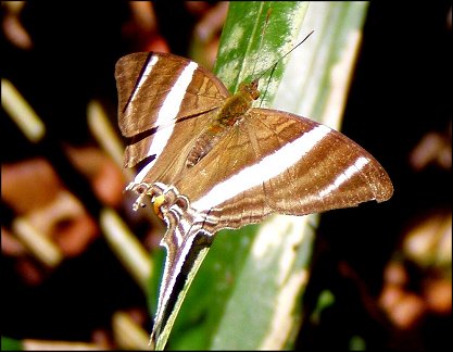 Marpesia orsilochus 8