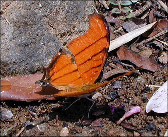 Marpesia petreus 9