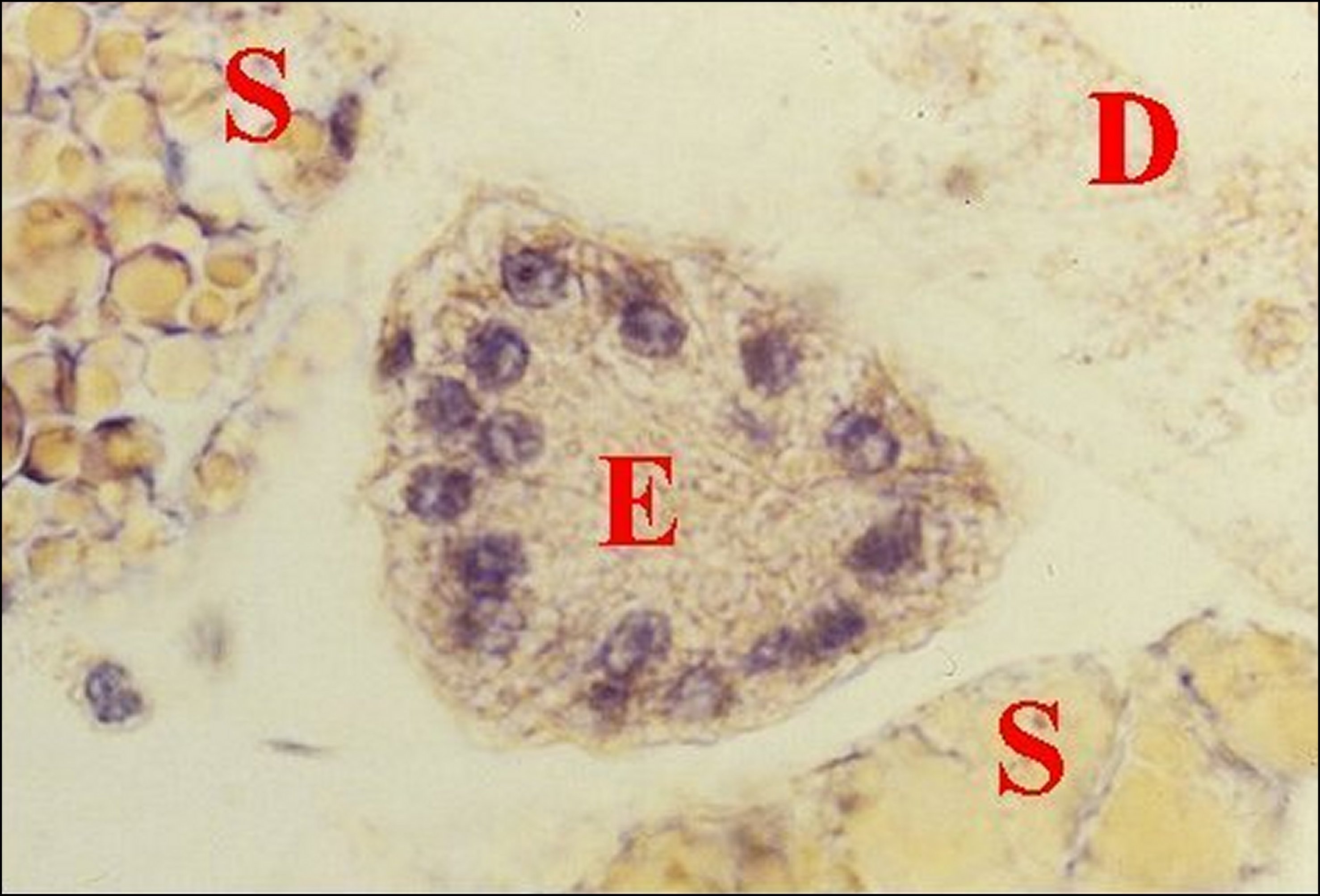 Mastophora 22