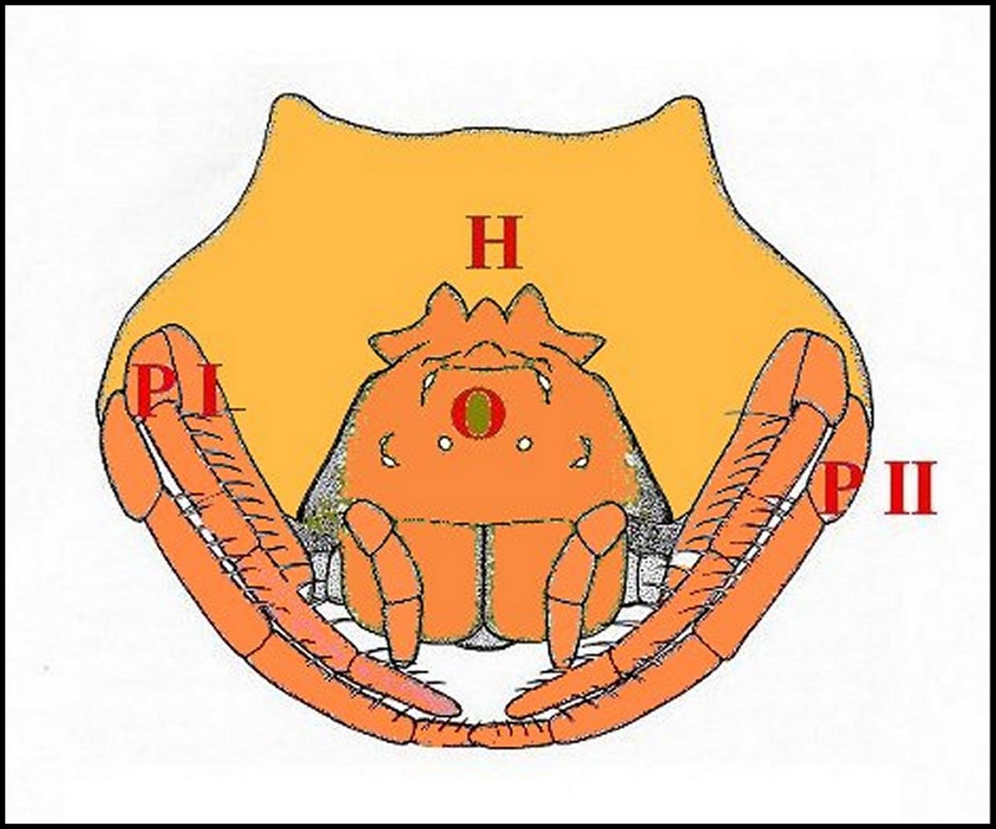 Mastophora 5