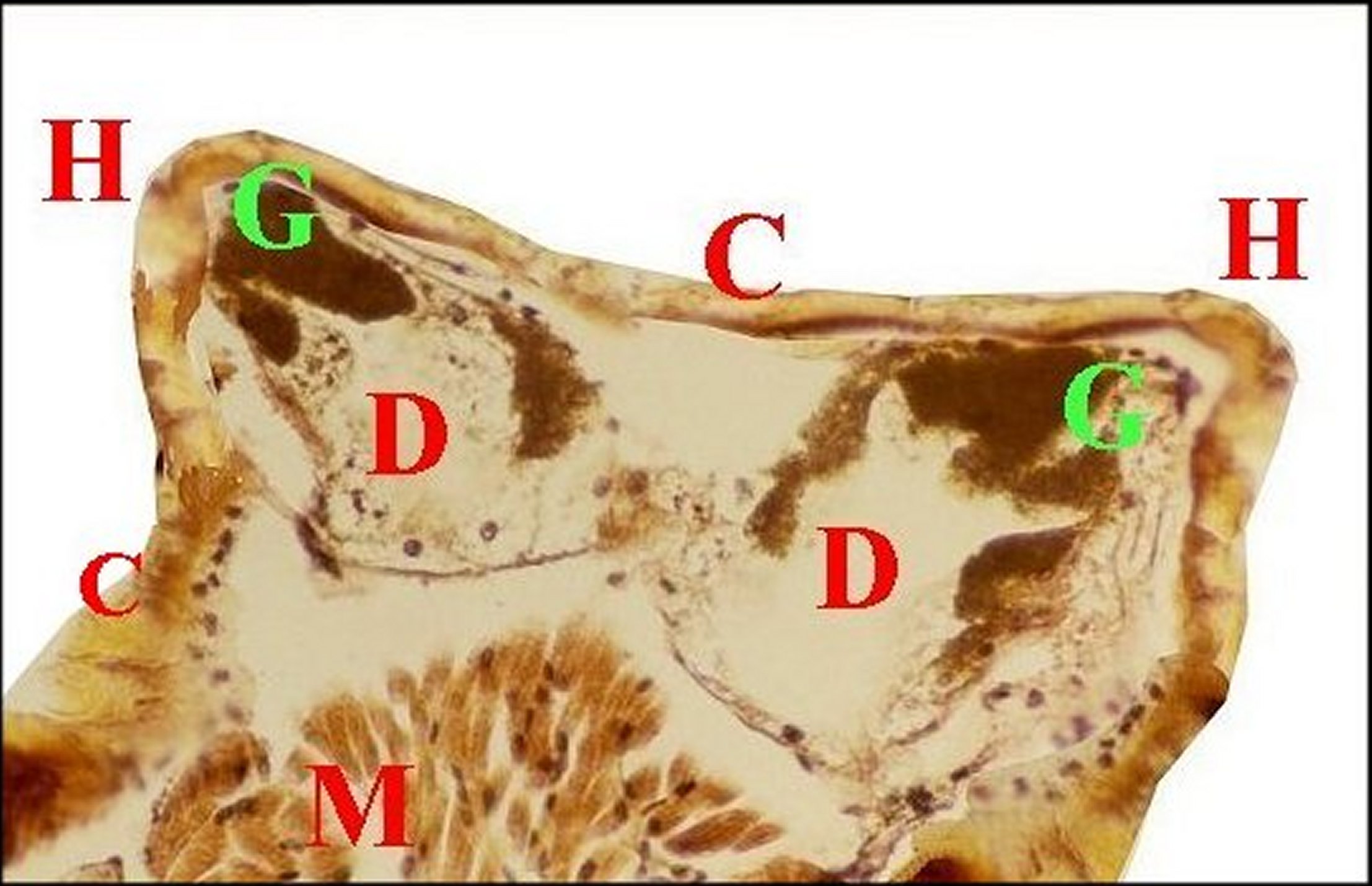 Mastophora 8