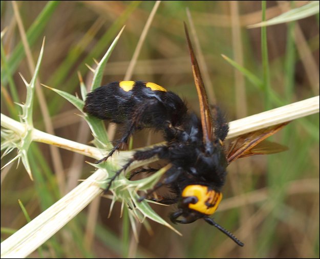 Megascolia maculata 13