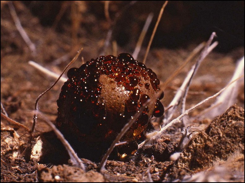 Melanogaster 1