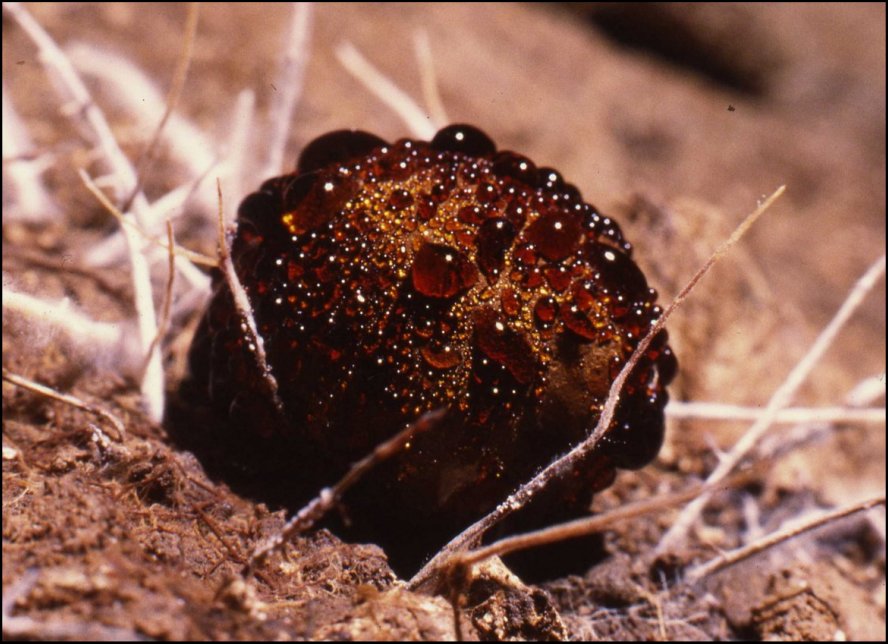 Melanogaster 2