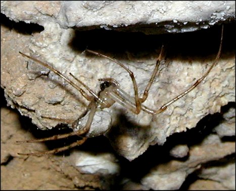 Merianae 3