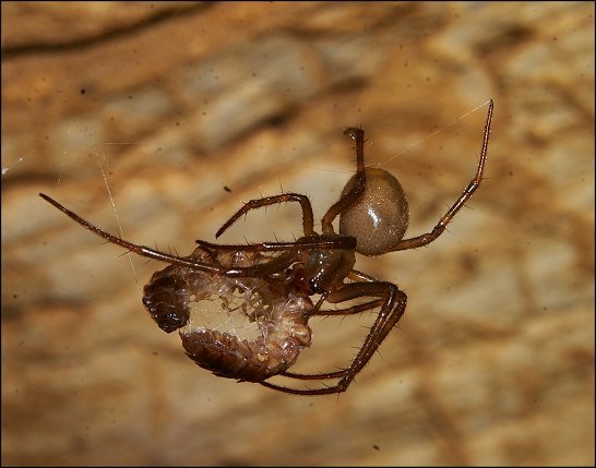 Meta bourneti 22