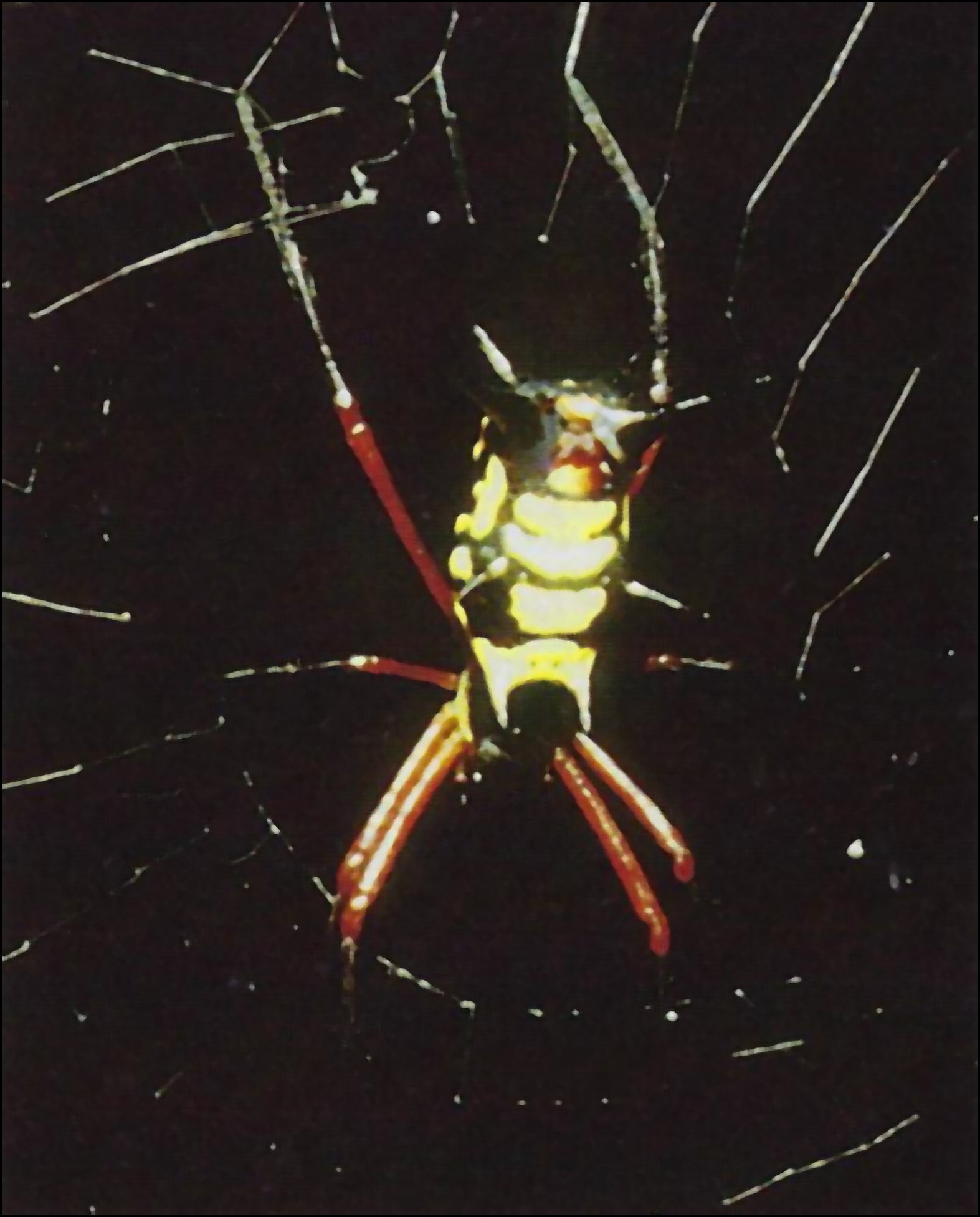 Micrathena kirbyi