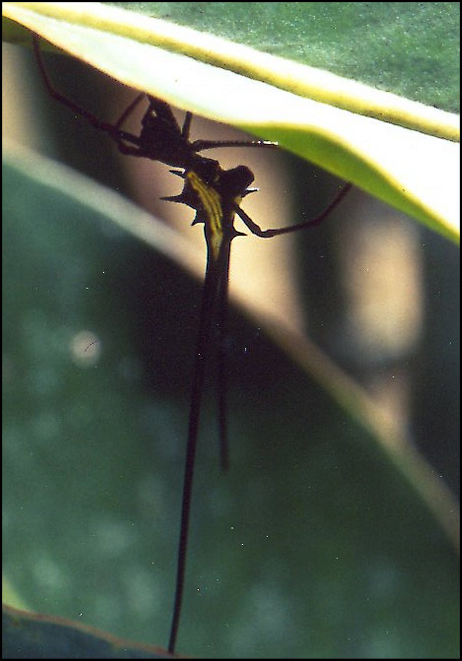 Micrathena cyanospina 3