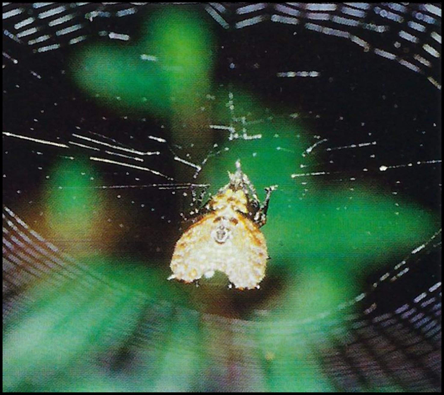 Micrathena clypeata